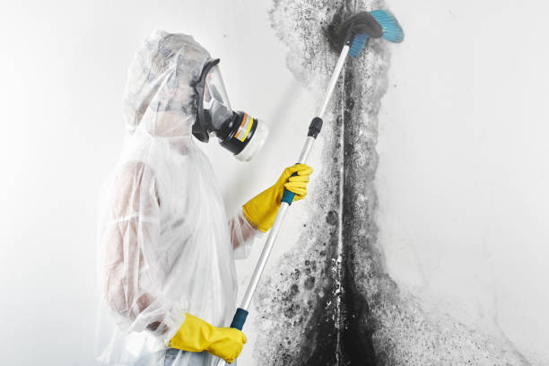 Best Mold Damage Restoration  in Lookout Mountain, AL