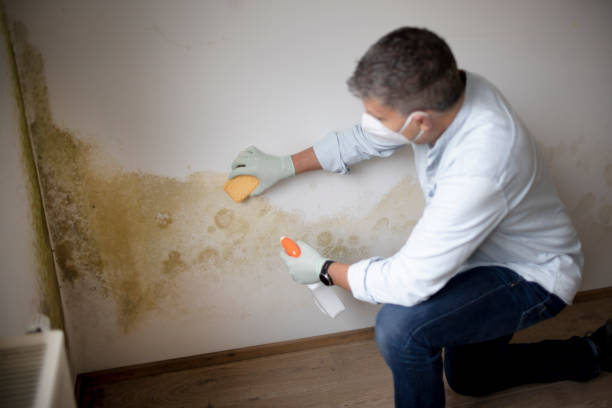 Best Crawl Space Mold Remediation  in Lookout Mountain, AL